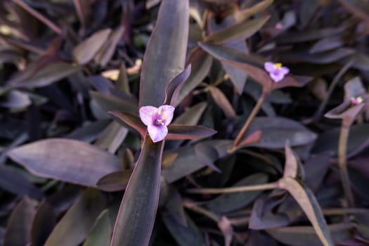 Detail of wild flower in nature, natural beauty