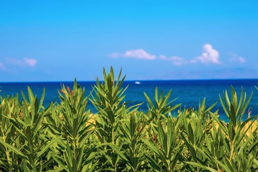 Milazzo, Messina, Sicily, Italy - 02 October 2023. Selective focus on flowers on the coast of Tyrrhenian Sea.