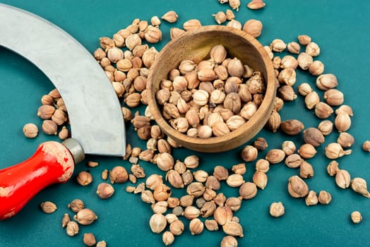 Fragrant white cardamom in a wooden bowl. Indian cooking. Dried herb spice, condiment and knife.