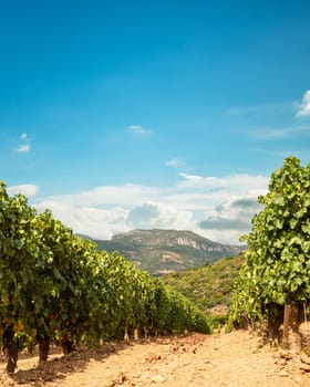 Rows of a vineyard for the production of wine grown in the mountains, Sardinia, Italy. Traditional agriculture.