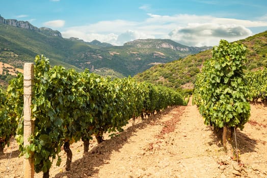 Rows of a vineyard for the production of wine grown in the mountains, Sardinia, Italy. Traditional agriculture.