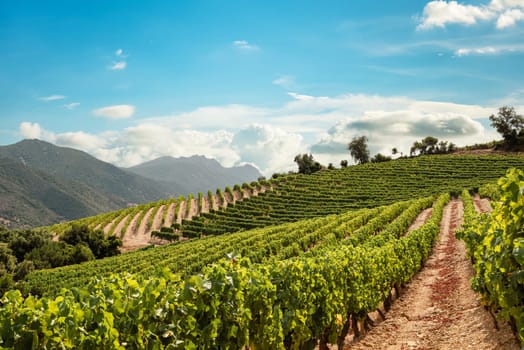 Mountain landscape with the cultivation of vineyards for the production of wine, Sardinia, Italy. Traditional agriculture.