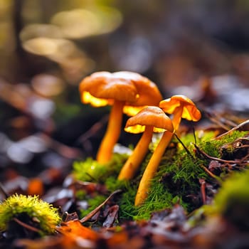 Chanterelles in the moss on the forest floor. Mystical magician. Autumn light mood. AI generated image