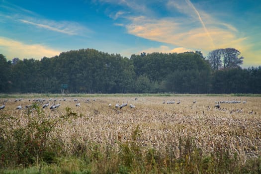 Cranes at a resting place on a harvested corn field in front of a forest. Migratory birds feeding. Wild animals on the Darss in nature. Animal photograph