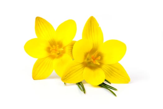 crocus - one of the first spring flowers, white background