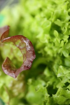 Green fresh cultivated lettuce salad leaves close up foliage texture bio nature wallpaper big size high quality instant stock photography prints