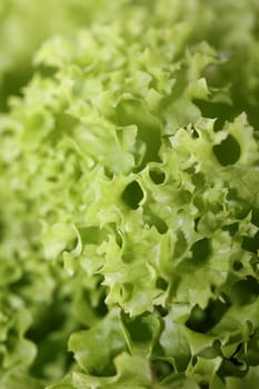 Green fresh cultivated lettuce salad leaves close up foliage texture bio nature wallpaper big size high quality instant stock photography prints