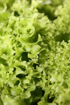 Green fresh cultivated lettuce salad leaves close up foliage texture bio nature wallpaper big size high quality instant stock photography prints