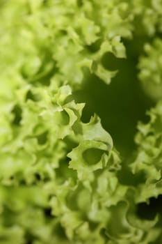 Green fresh cultivated lettuce salad leaves close up foliage texture bio nature wallpaper big size high quality instant stock photography prints