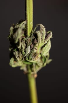 Fresh medical marijuana isolated close up background therapeutic cannabis bud purple haze botanical high quality big size instant prints stock photography
