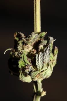Fresh medical marijuana isolated close up background therapeutic cannabis bud purple haze botanical high quality big size instant prints stock photography