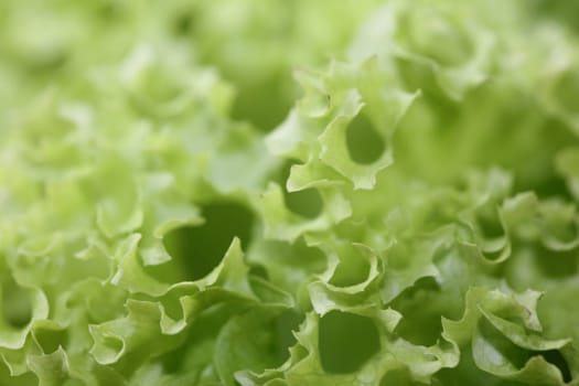 Green fresh cultivated lettuce salad leaves close up foliage texture bio nature wallpaper big size high quality instant stock photography prints