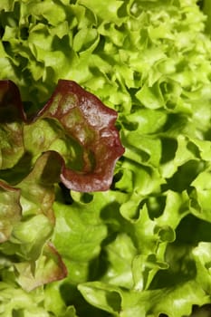 Green fresh cultivated lettuce salad leaves close up foliage texture bio nature wallpaper big size high quality instant stock photography prints