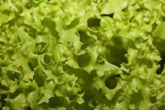 Green fresh cultivated lettuce salad leaves close up foliage texture bio nature wallpaper big size high quality instant stock photography prints