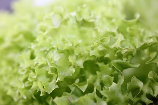 Green fresh cultivated lettuce salad leaves close up foliage texture bio nature wallpaper big size high quality instant stock photography prints