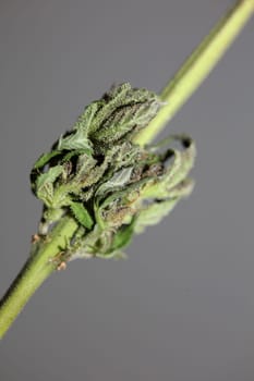 Fresh medical marijuana isolated close up background therapeutic cannabis bud purple haze botanical high quality big size instant prints stock photography