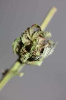 Fresh medical marijuana isolated close up background therapeutic cannabis bud purple haze botanical high quality big size instant prints stock photography