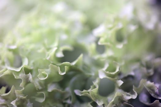 Green fresh cultivated lettuce salad leaves close up foliage texture bio nature wallpaper big size high quality instant stock photography prints