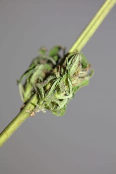 Fresh medical marijuana isolated close up background therapeutic cannabis bud purple haze botanical high quality big size instant prints stock photography