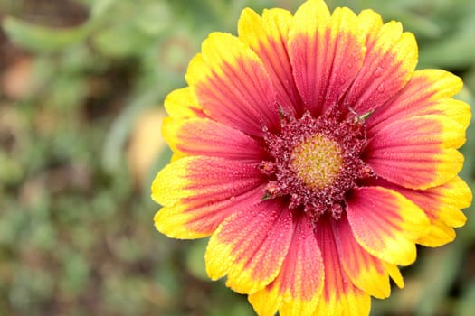 The bright yellow flower of Hailardia in the early dew is the decoration of the flower garden.
