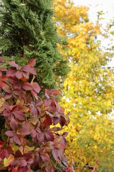 Three colors of trees in autumn with yellow, green and crimson leaves