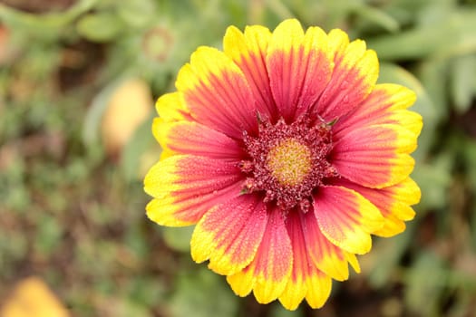 The bright yellow flower of Hailardia in the early dew is the decoration of the flower garden.