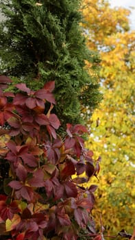 Three colors of trees in autumn with yellow, green and crimson leaves