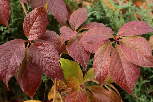 Background of rich autumn colors of yellow-crimson leaves of wild grapes.