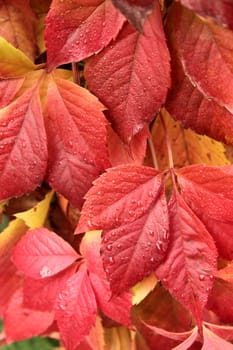 Background of rich autumn colors of yellow-crimson leaves of wild grapes.
