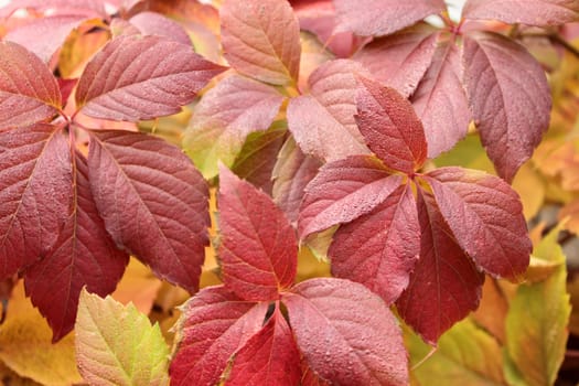 Background of rich autumn colors of yellow-crimson leaves of wild grapes.