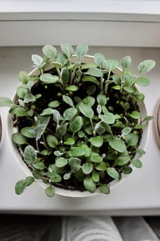 Sown seedlings in a pot that sprouted on the windowsill in early spring