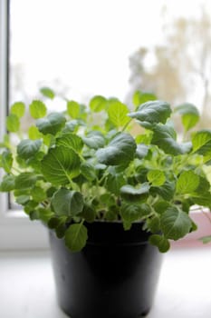 Sown seedlings in a pot that sprouted on the windowsill in early spring