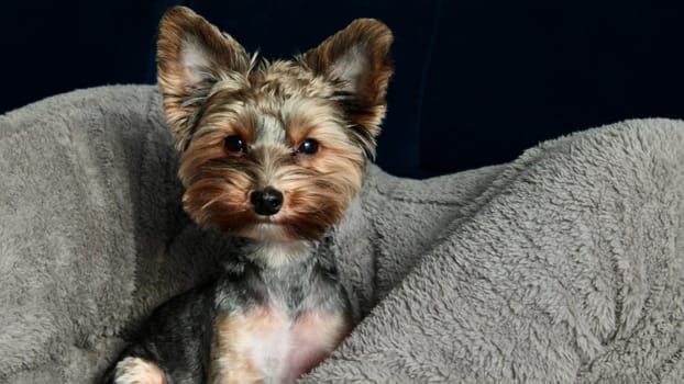portrait of a cute little domestic dog Yorkie sitting indoors