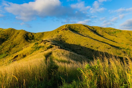 The top of Nacula island vegetation, Yasawa Islands, Fiji, South Pacific