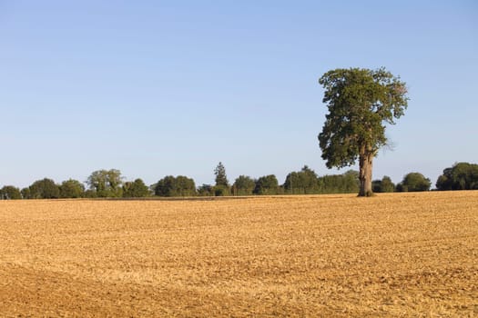 A lonely tree on top of a hill after a long period of drought near Caceres, Extremadura, Spain.