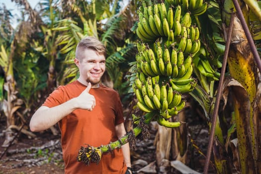 Agriculture: Farmer makes gesture thumbs up on banana plantation.