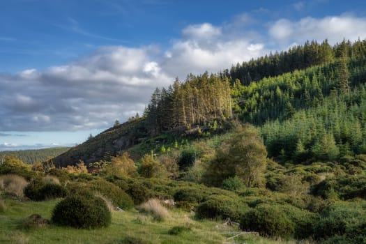 Hiking in Wicklow Mountains, group of tries, on a hill, illuminated by patches of sunlight, Powerscourt waterfall area, Ireland