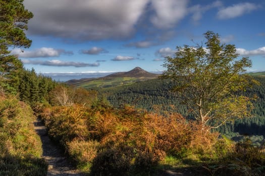 Hiking in Wicklow Mountains, footpath leading through ferns and forest in autumn colours with a view on Sugarloaf Mountain, Ireland