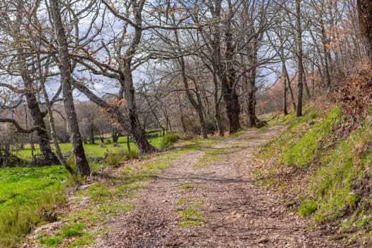 The road in the Camino de Santiago pilgrimage, crossing a green forest