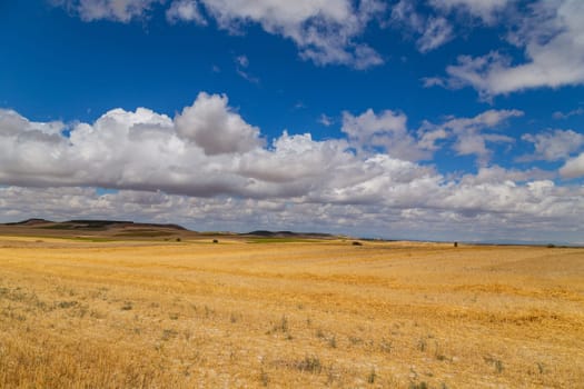 view of a crop field in the north of Spain