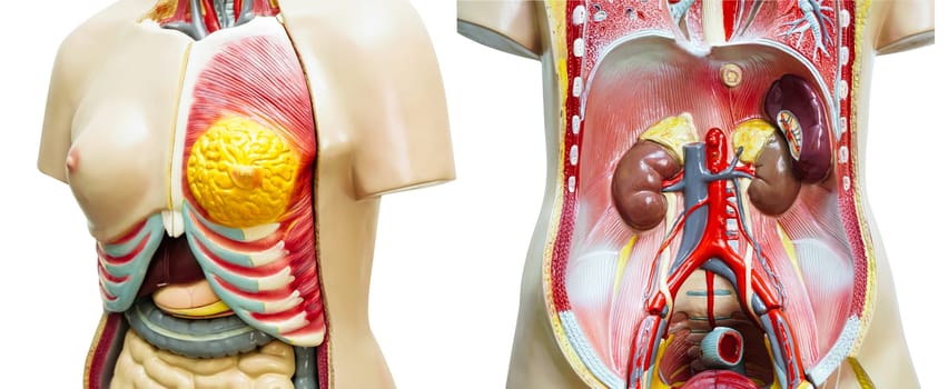 Human body anatomy organ model isolated on white background for study education medical course.