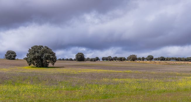 Agricultural field with Cork oak trees (Quercus suber), Extremadura, Spain, Europe