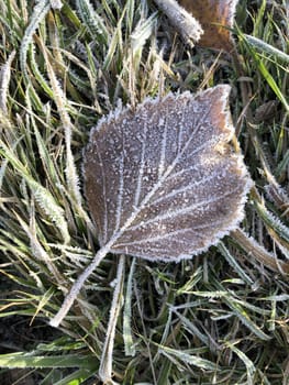 dry leaf with veins covered with frost, in frosty morning