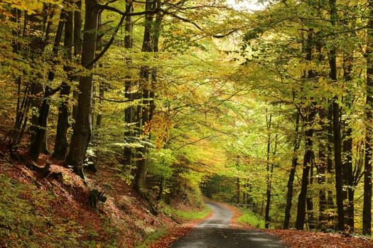 A forest path through the autumn beech forest at the end of October.