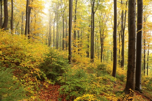 Beech trees in autumn forest on a foggy, rainy weather, Poland.