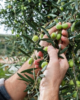 Close-up of the hands of a Caucasian olive grower as he collects olives from the branches of the tree. Traditional agriculture. Old jobs.