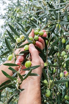 Close-up of the hands of a Caucasian olive grower as he collects olives from the branches of the tree. Traditional agriculture. Old jobs.