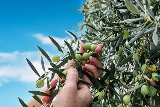 Close-up of the hands of a Caucasian olive grower as he collects olives from the branches of the tree. Traditional agriculture. Old jobs.