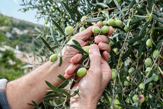 Close-up of the hands of a Caucasian olive grower as he collects olives from the branches of the tree. Traditional agriculture. Old jobs.