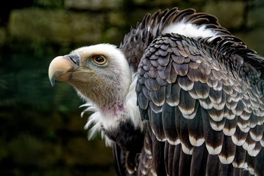 Gänsegeier